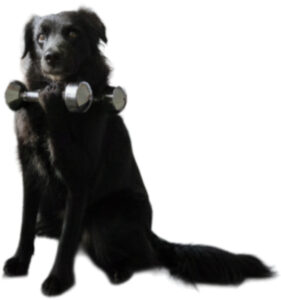 Ein schwarzer sitzender Hund hält eine Hantel in den Pfoten